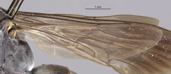 Media type: image;   Entomology 13678 Aspect: Wing hind